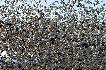 flock of 30,000 snow geese taking off all at once.
