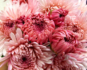 Chrysanthemum Bouquet - obrazy, fototapety, plakaty