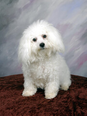 Bichon