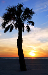 Beach sunset with black palm silhouette and setting sun