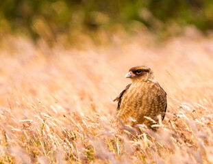 Chimango caracara