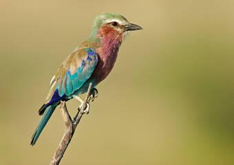 Lilac-breasted roller (Coratias caudata), Etosha National Park, Namibia