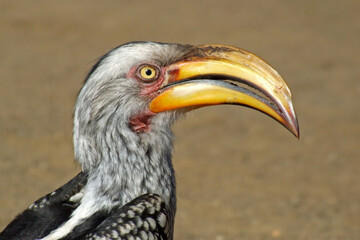 Yellow-billed hornbill (Tockus flavirostris), Kruger National Park, South Africa