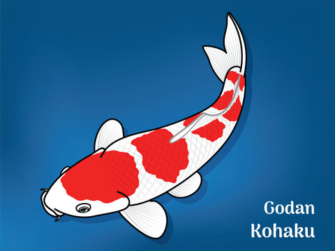 Vector image of Fancy carp or "koi". This's Varieties are called "Godan Kohaku". Illustration for children's learning