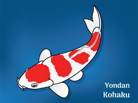Vector image of Fancy carp or "koi" The word "koi". This's Varieties are called "Yondan Kohaku". Illustration for children's learning