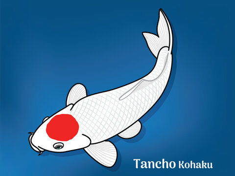 Vector image of Fancy carp or "koi". This's Varieties are called "Tancho Kohaku". Illustration for children's learning