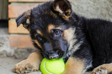 Beautiful german shepherd puppy playing with a tennis ball