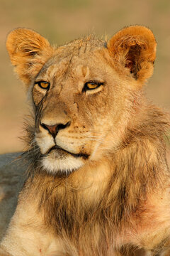 Portrait of a young African lion, (Panthera leo), Kalahari, South Africa