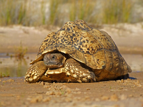 Mountain tortoise (Geochelone pardalis) in natural environment, South Africa