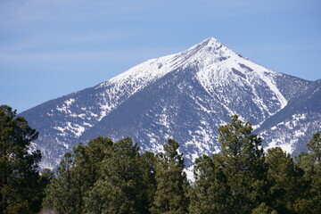 Snowy Mountain Behind Pine Trees in the Foreground