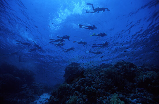 Snorkler`s in the surface. Red Sea, Egypt