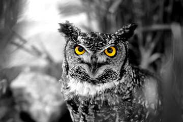 B&W photo of an owl staring with yellow eyes
