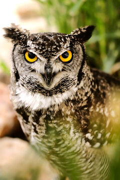 Yellow eyed owl staring right into the lens 2