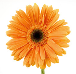 Orange Cantilever on a white background