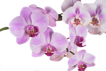 background; bud; burgeon; contrast; dear; exotic; flora; flower; grow; japan; orchid; page;...