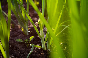 Onions growing in the vegetable garden. Close-up of green onions.