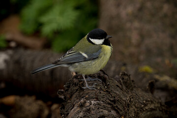 A beautiful tit bird sitting on the branch.