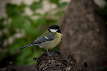 A beautiful tit bird sitting on the branch.