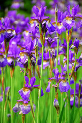 Fototapeta na wymiar Beautiful purple irises blooming in spring time