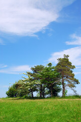 Fototapeta premium Summer landscape with several trees and blue sky
