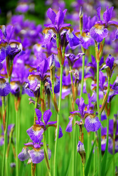 Beautiful purple irises blooming in spring time