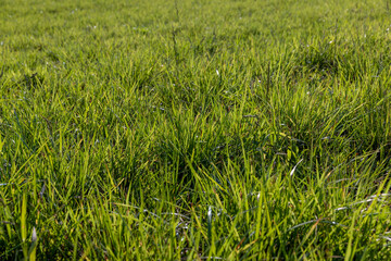 field with grass for harvesting fodder for cows