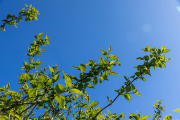 young gooseberry shrub with green foliage and flowers