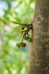 small fruit on the big tree