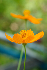 Obraz na płótnie Canvas Orange flower on green background. Shallow depth of field.