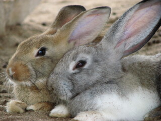 two rabbit relaxing