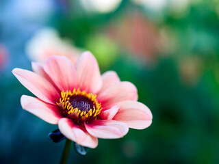 close up of pink flower