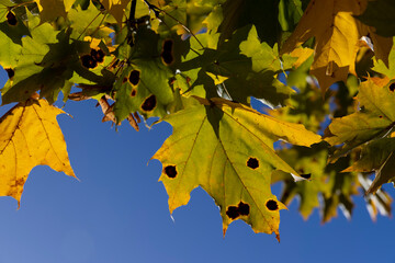 Autumn park with trees during leaf fall