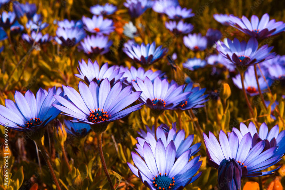 Poster gerbera field of flowers