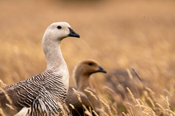 Upland geese