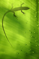 Fototapeta premium Banana leaf backlit with water drops and lizard shadow