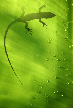 Banana leaf backlit with water drops and lizard shadow