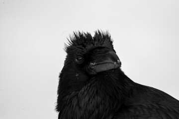 portrait of a raven