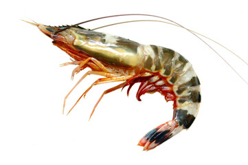 Close up of one prawn