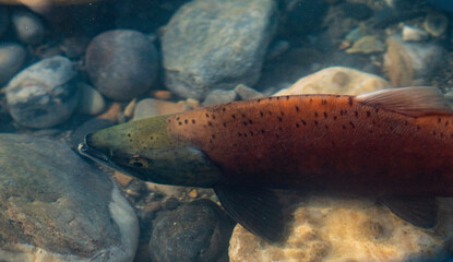 Chinook salmon in stream