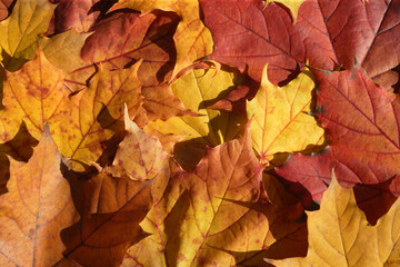 Naklejka na ściany i meble Maple leaves turning colour in the October sun.