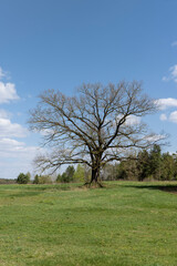 old oak in early spring without green foliage