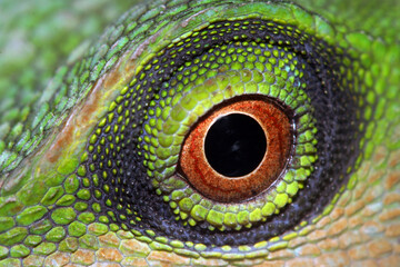 Eye close up of a green tree lizard.