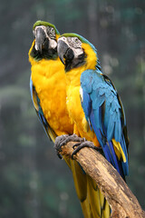 A pair of yellow blue Macaw.