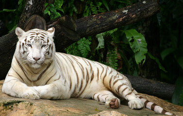 A white tiger at rest.