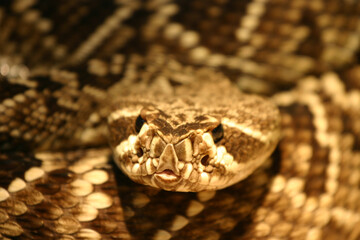 A viper at rest.