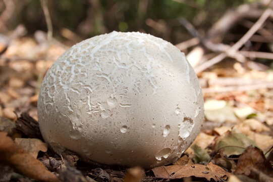 Inedible mushroom Sclerodermataceae.
