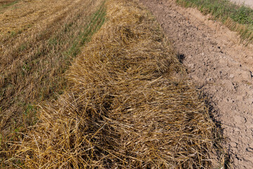 A field with cereals in the summer