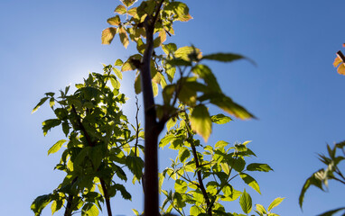 young raspberry shrub with green foliage and flowers