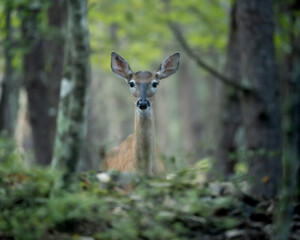 Single deer in the woods looking straight at viewer
