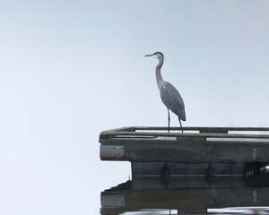 Great Blue Heron sitting on the dock of the lake with lots of fog